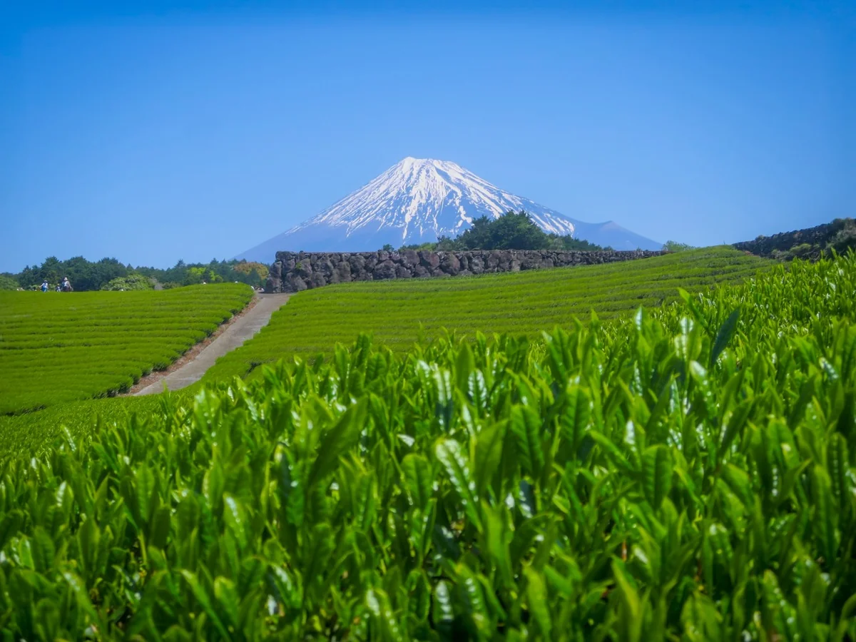 投稿写真：新緑の茶畑と富士山