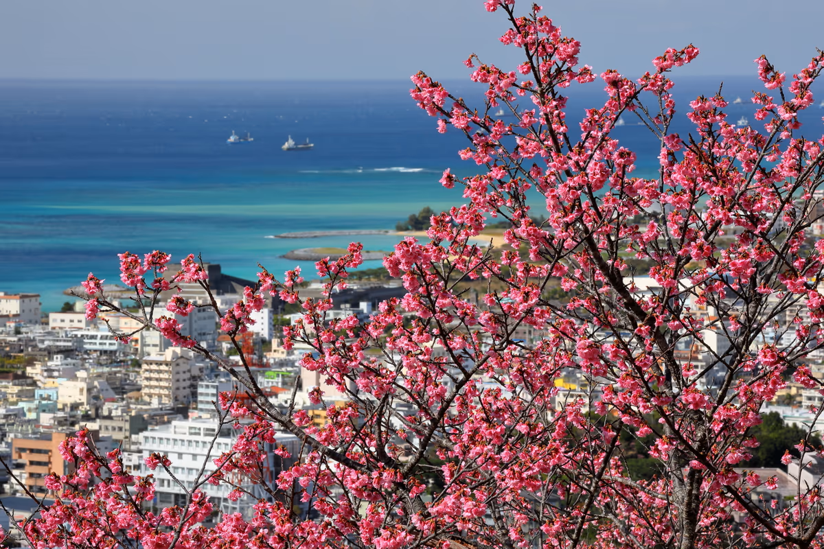 投稿写真：青い海に映える琉球寒緋桜