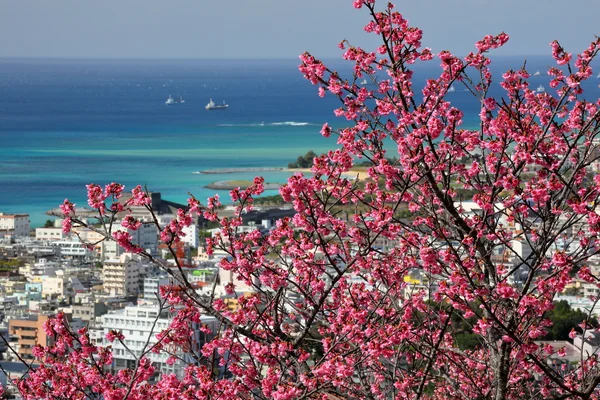 投稿：青い海に映える琉球寒緋桜
