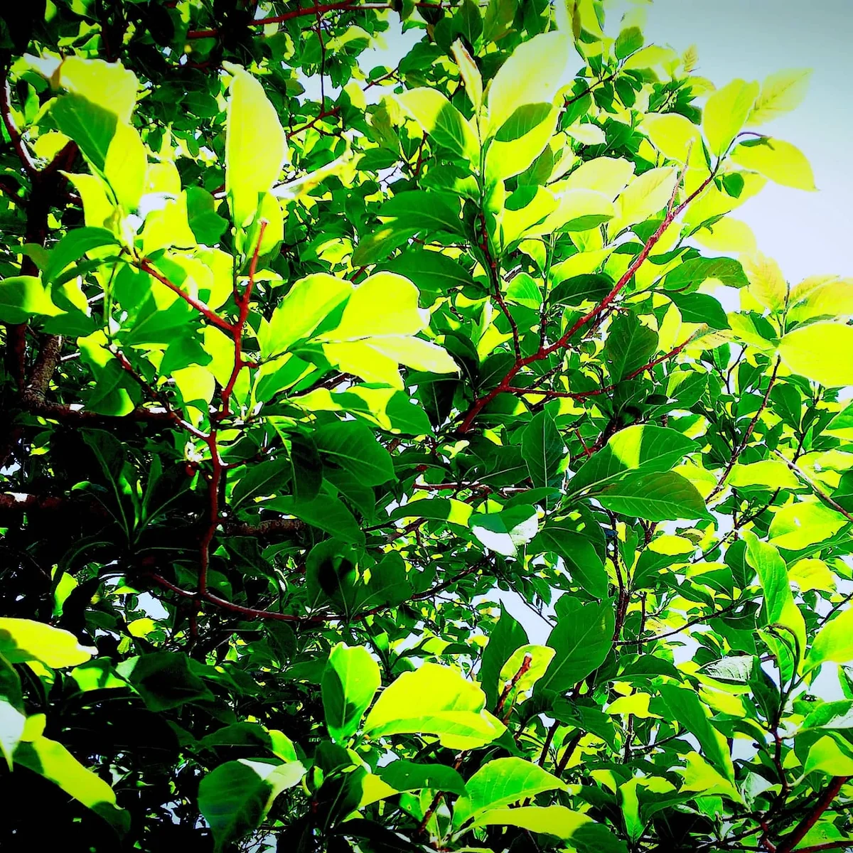 投稿写真：緑色の琴ノ尾岳