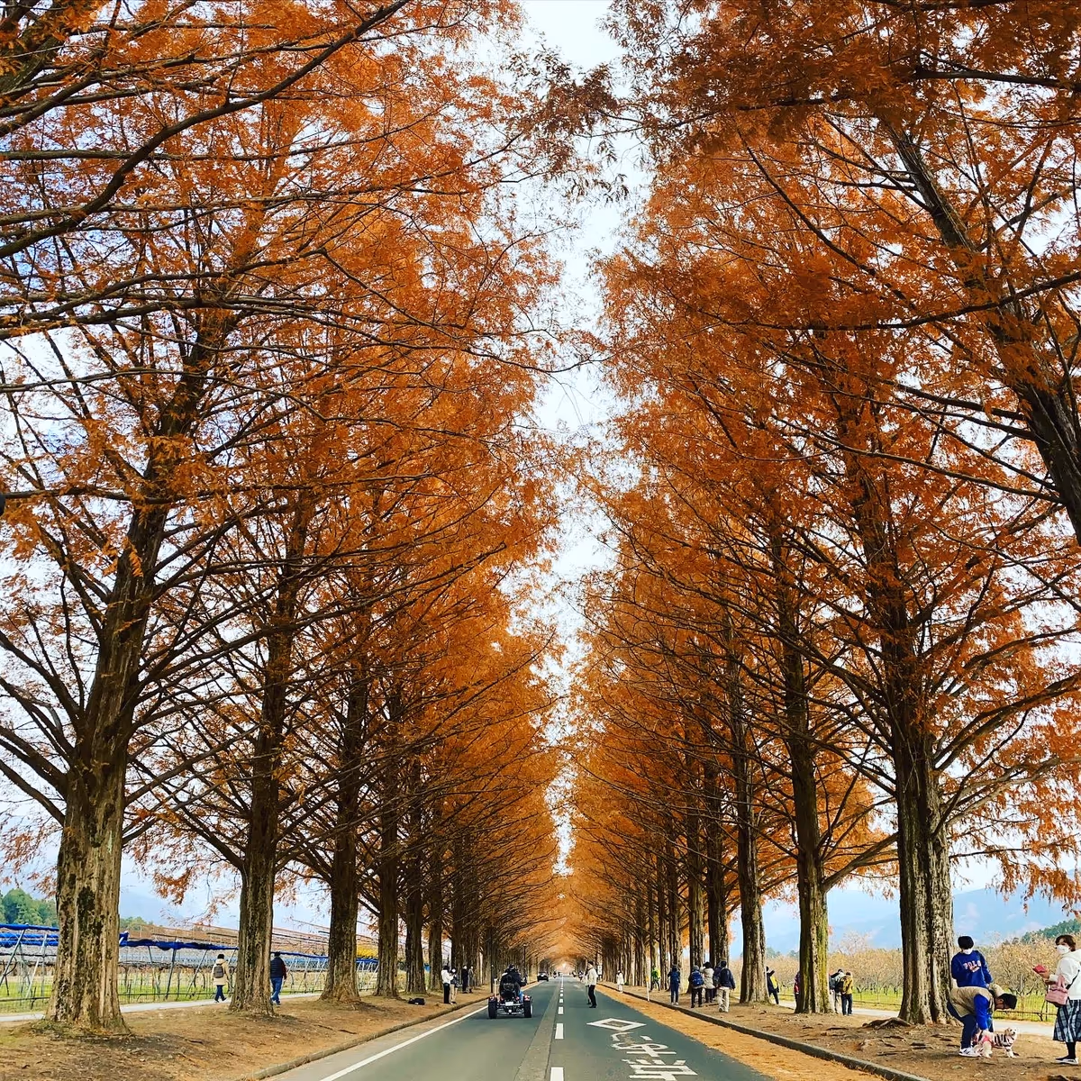 投稿写真：メタセコイヤ並木