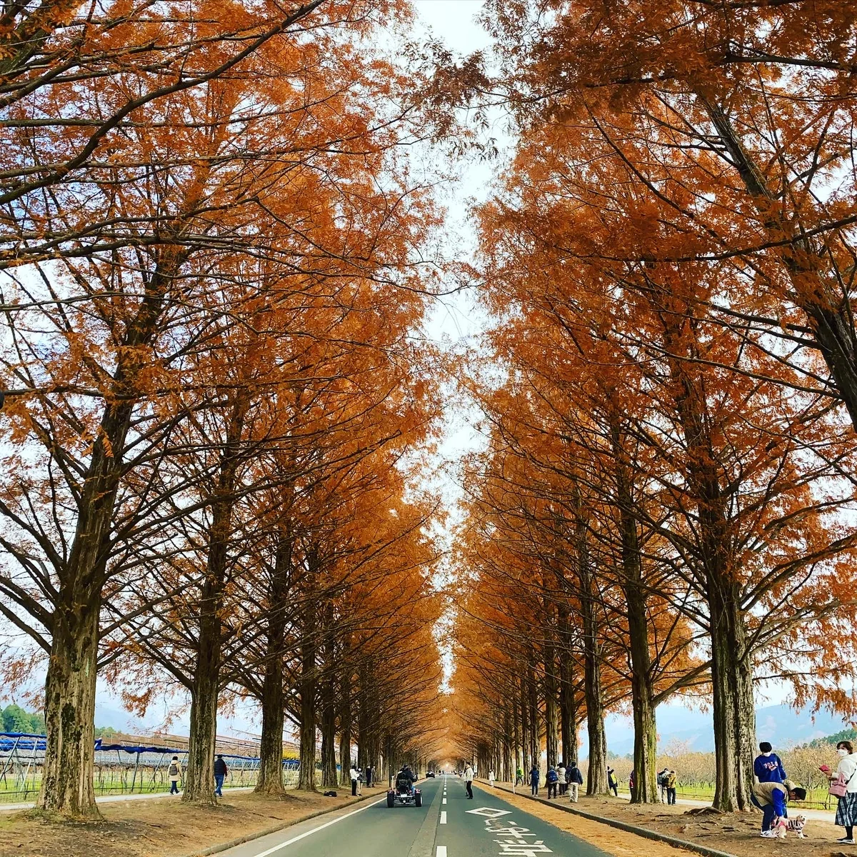投稿写真：メタセコイヤ並木