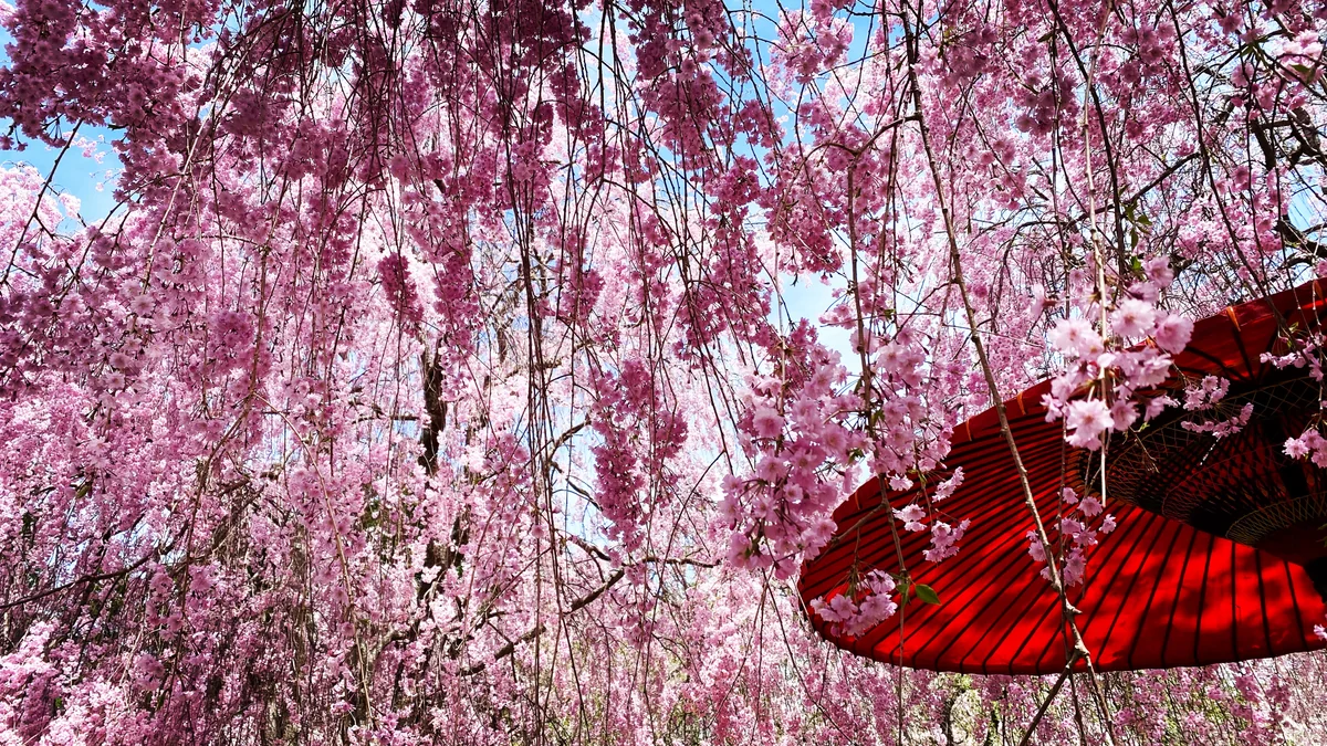 投稿写真：桜のシャワー