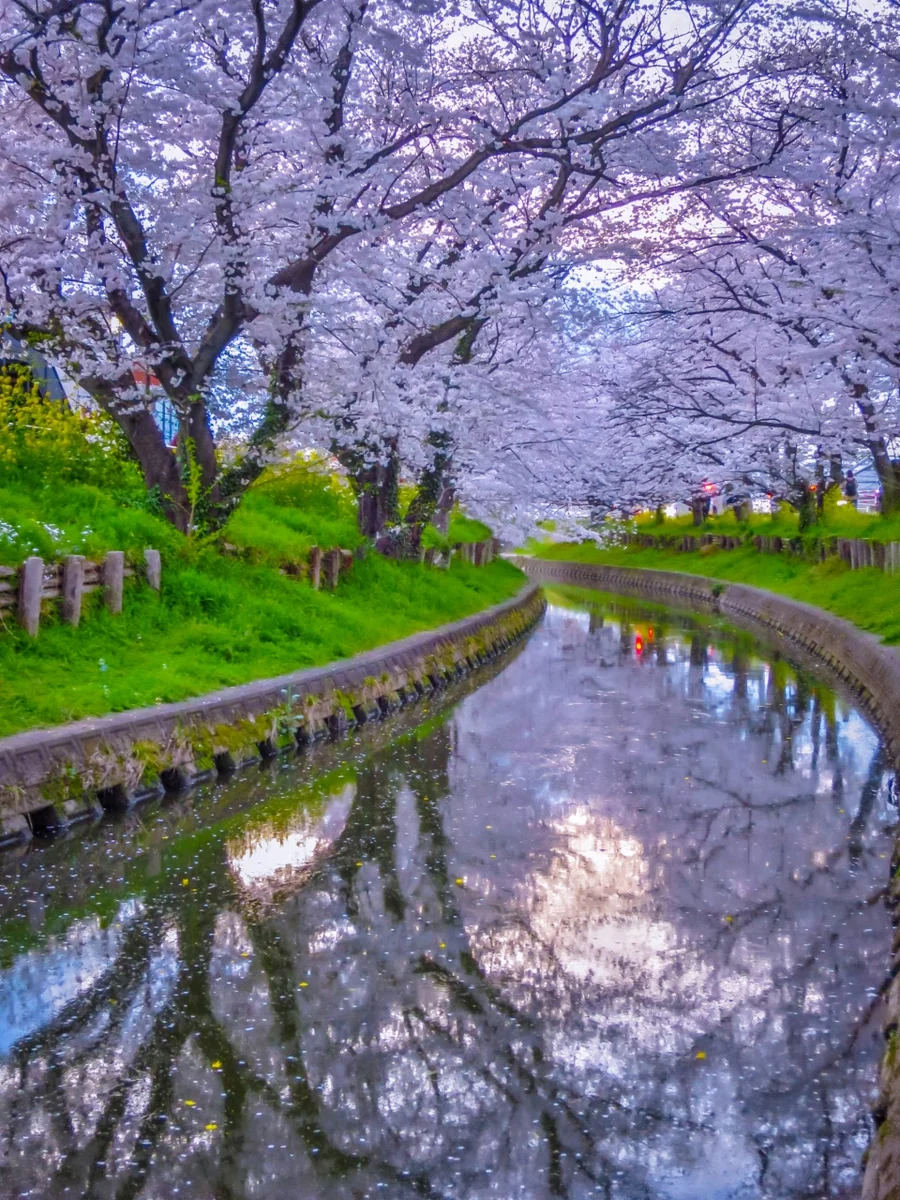 投稿写真：満開の桜並木とリフレクション