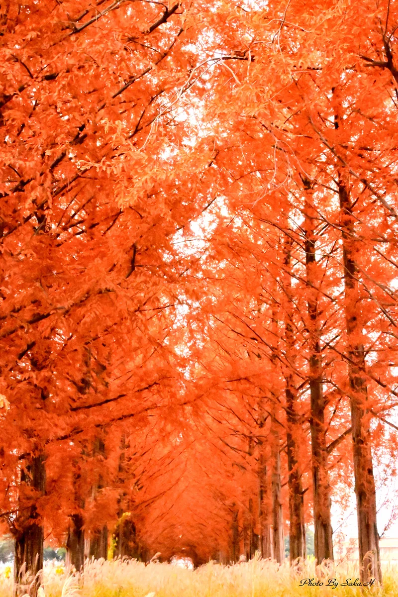 Hiromi Sakataさんの投稿写真