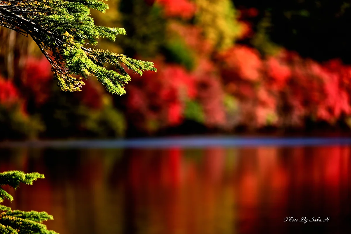 投稿写真：妖艶