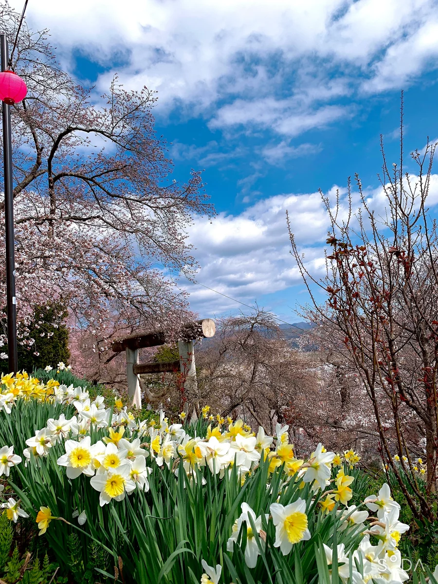 投稿写真：山形　烏帽子山