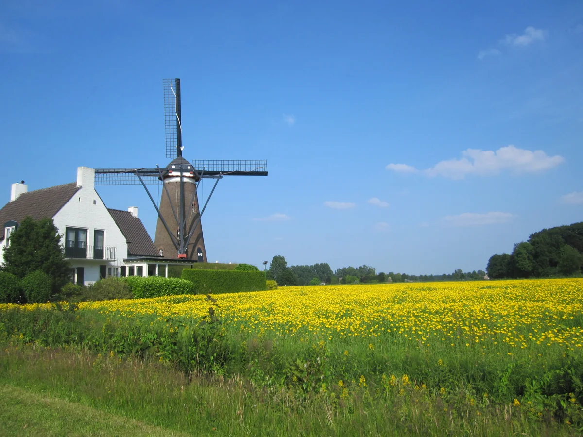 投稿写真：オランダ風車のある景色