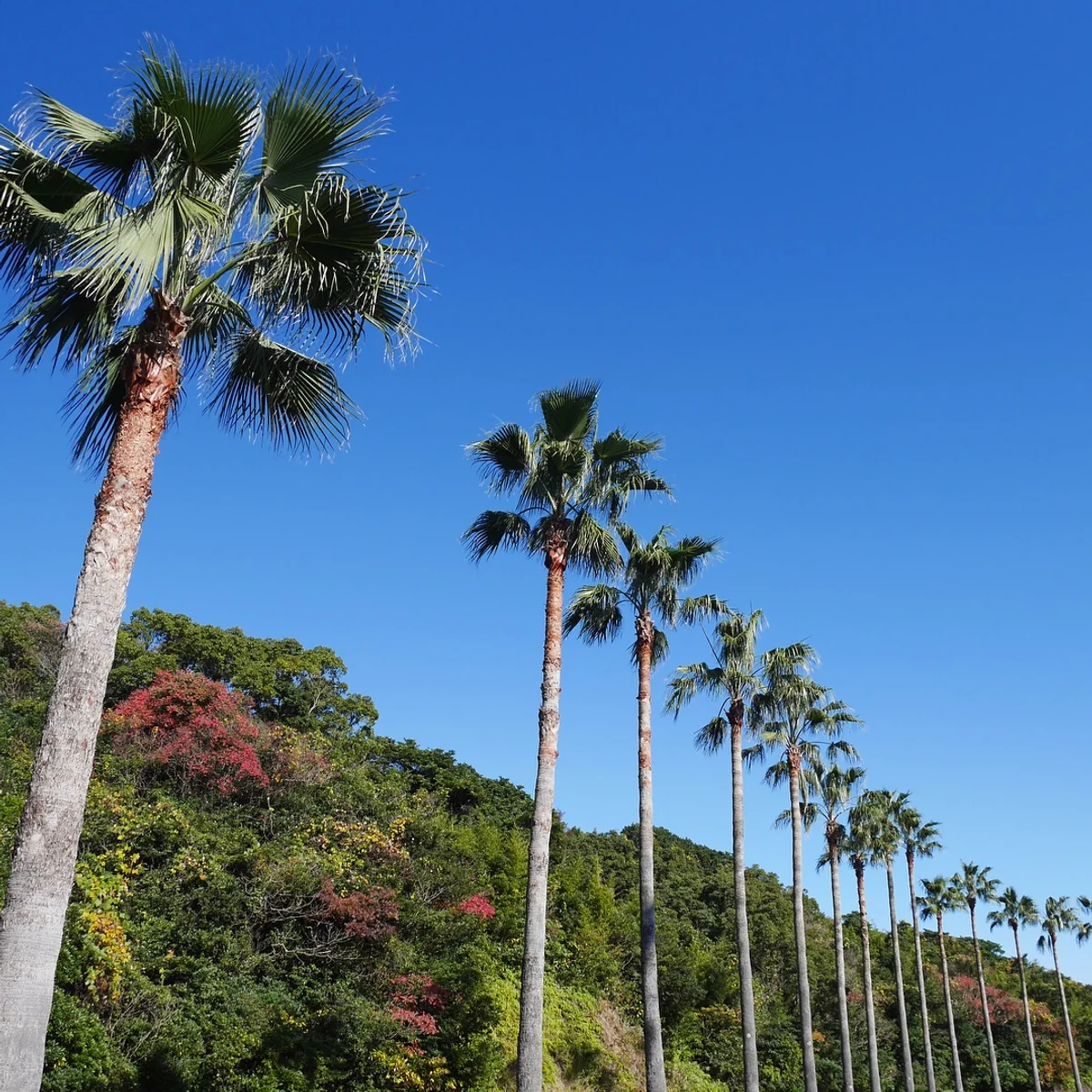 投稿写真：125日南海岸（宮崎）