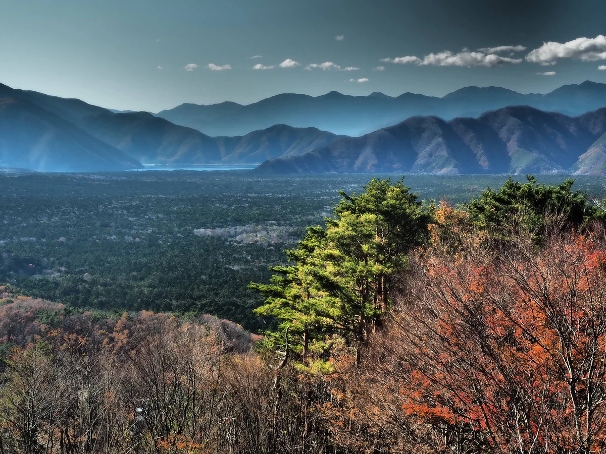 投稿写真：青木ヶ原樹海