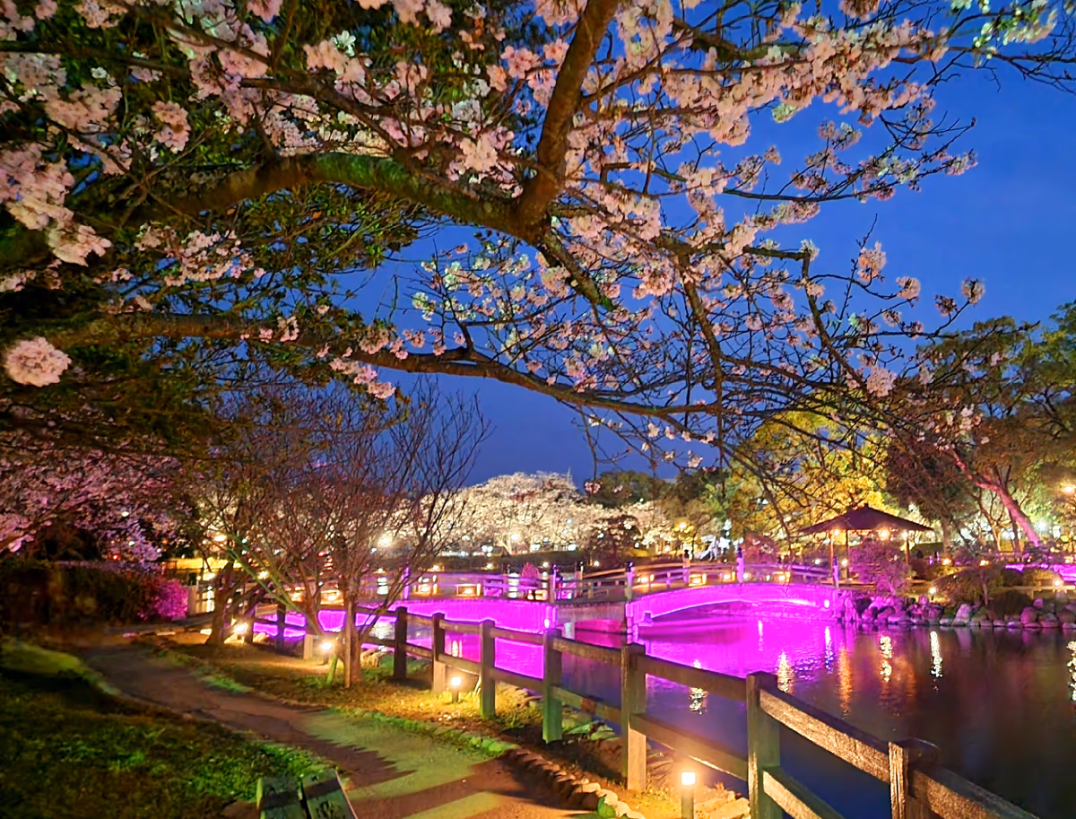 投稿写真：夜桜
