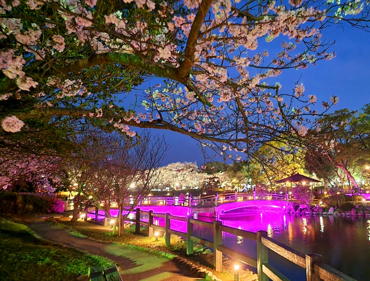 投稿写真：夜桜