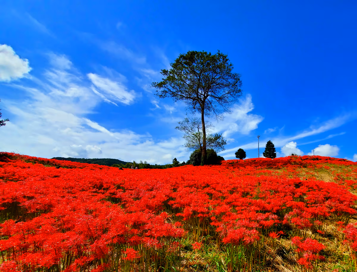 投稿写真：社の丘花園