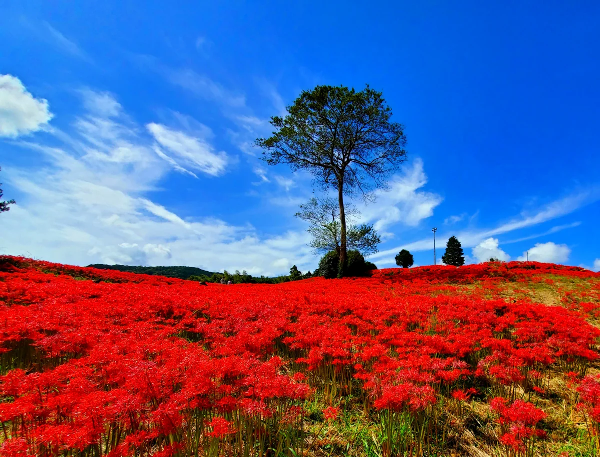 投稿写真：社の丘花園