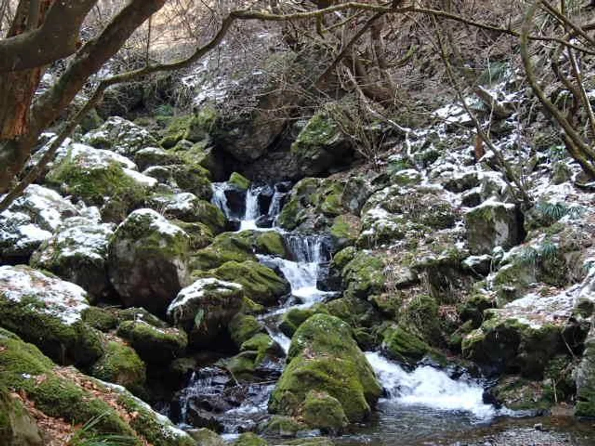 投稿写真：冠雪