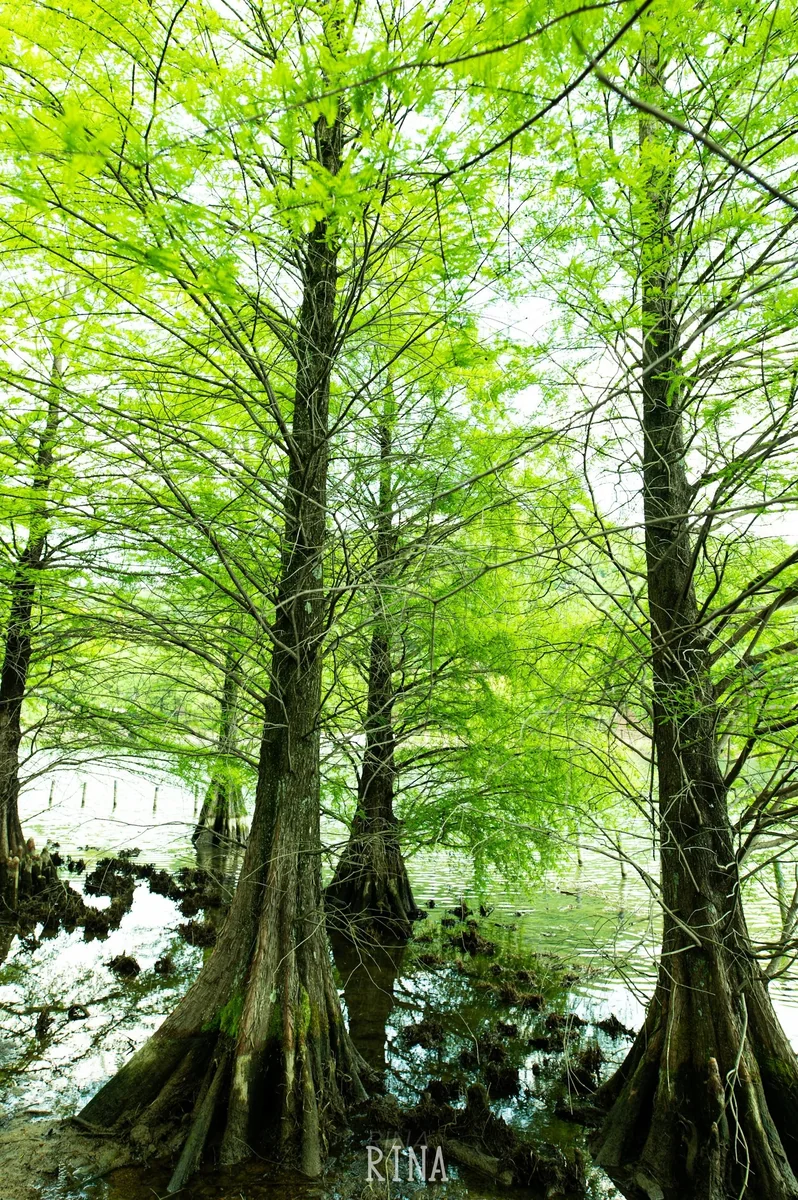 投稿写真：森林浴