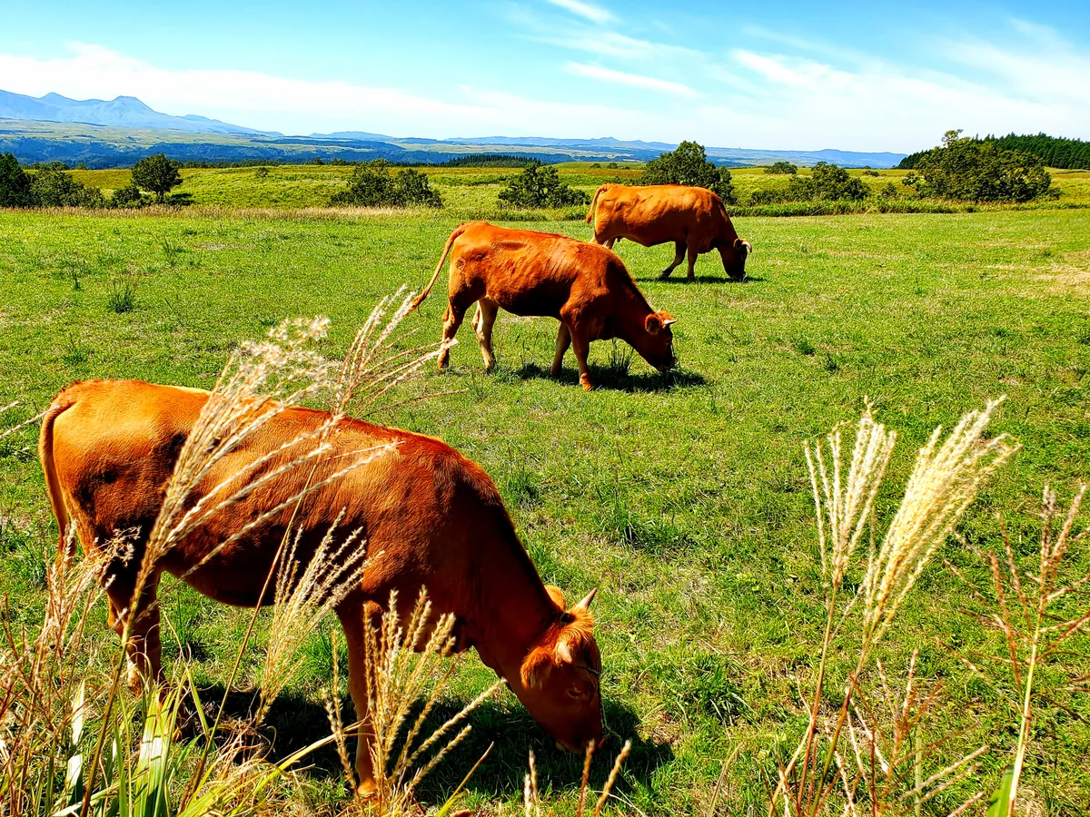 投稿写真：３頭並んでお食事中
