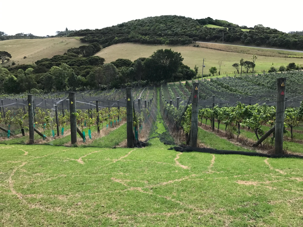 投稿写真：おいしいワインが造られるもととなる、ブドウ畑♪