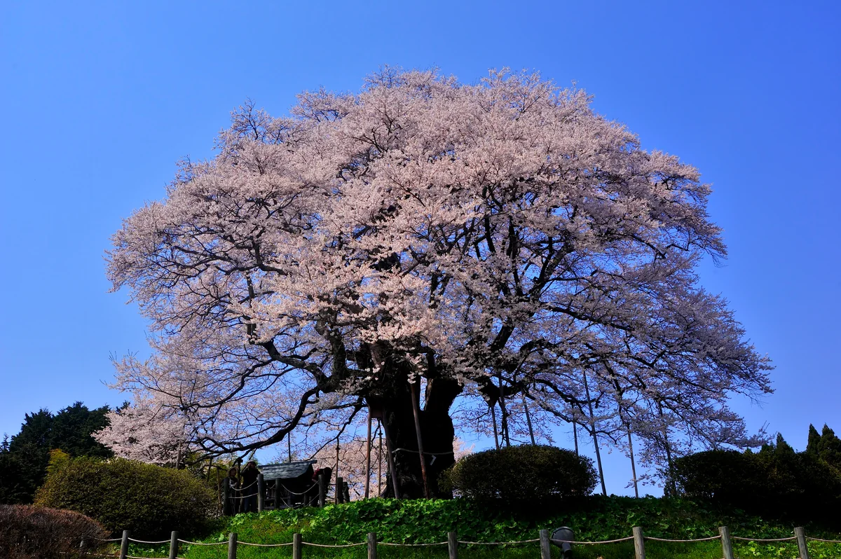 投稿写真：醍醐桜