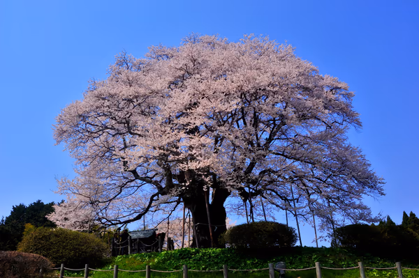 投稿：醍醐桜