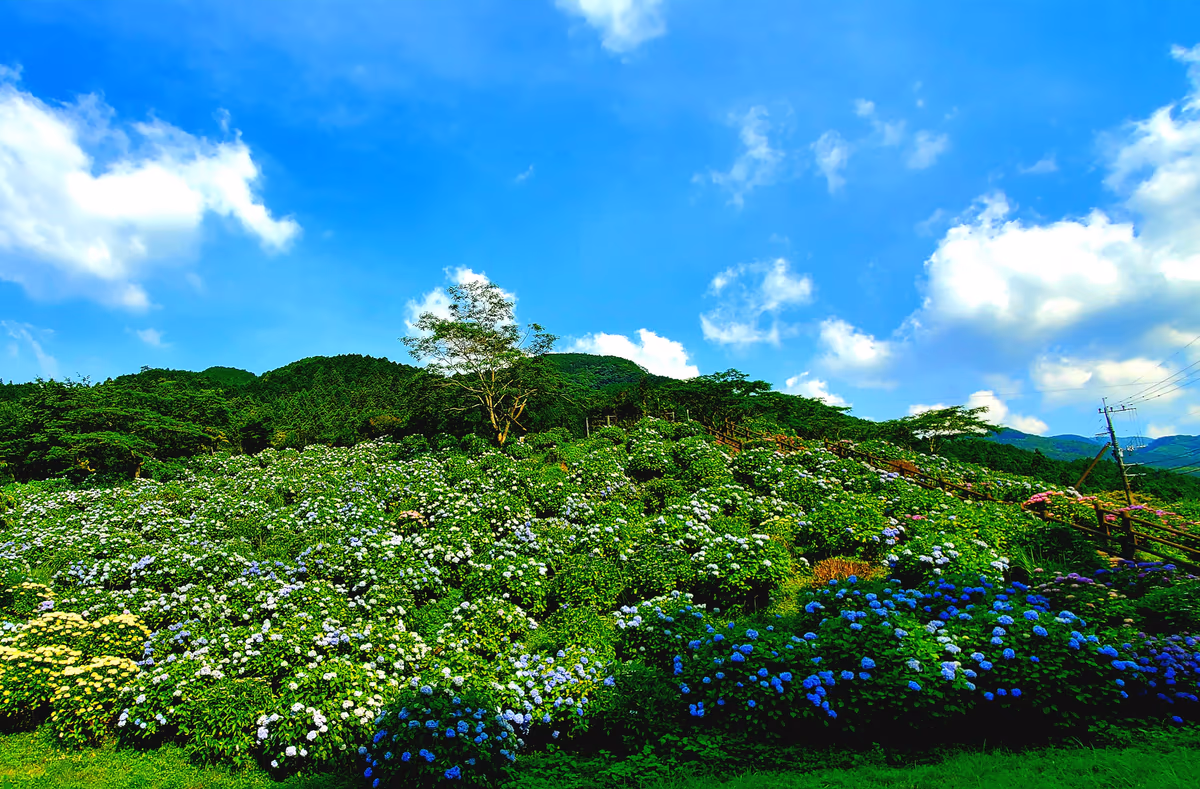 投稿写真：山の壁面いっぱい紫陽花