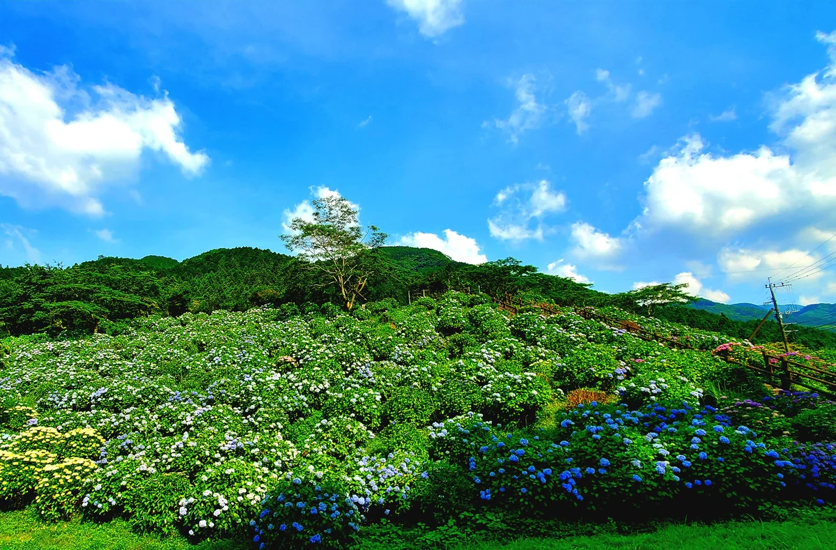 投稿写真：山の壁面いっぱい紫陽花