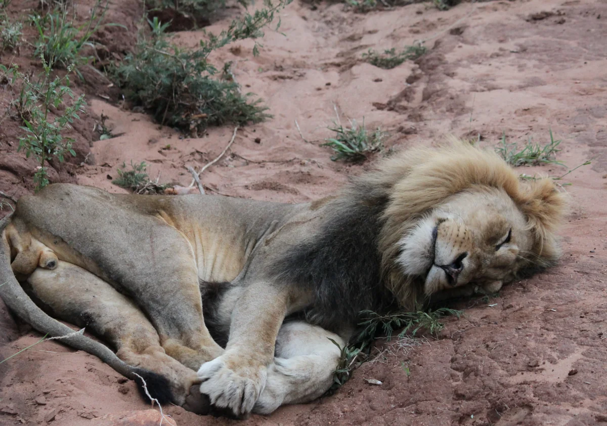 投稿写真：ライオンのお昼ね
