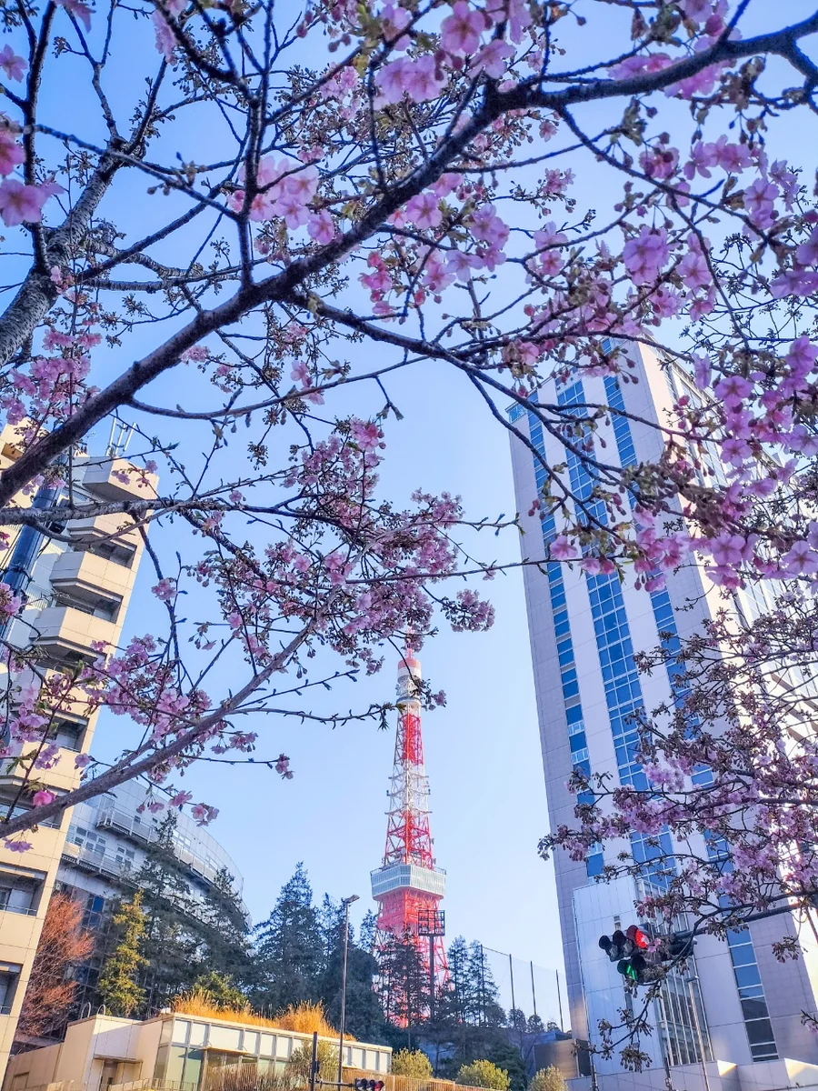 投稿写真：河津桜と東京タワー