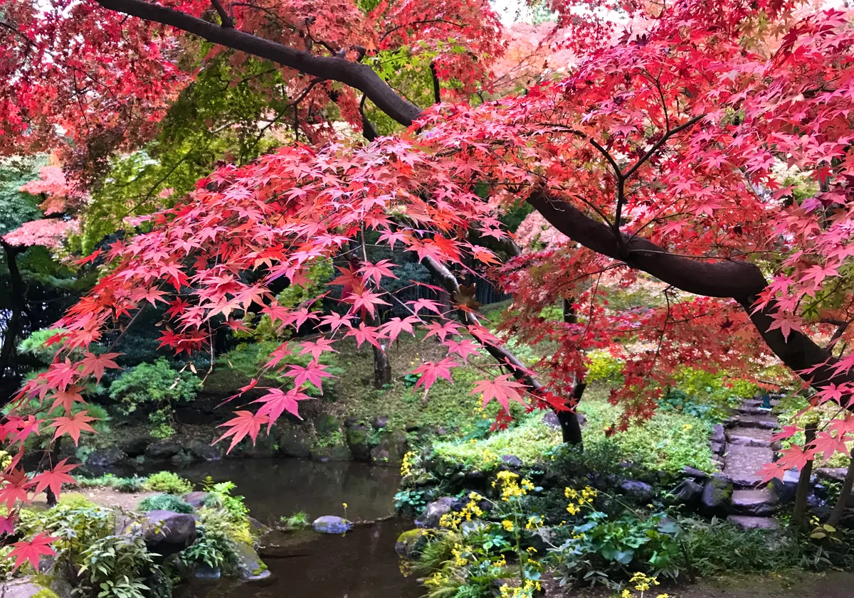 投稿写真：降り注ぐ赤