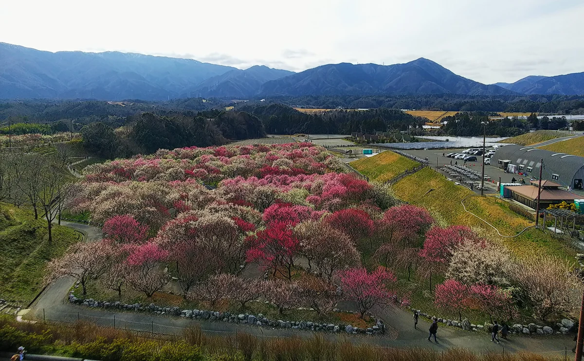 投稿写真：梅林