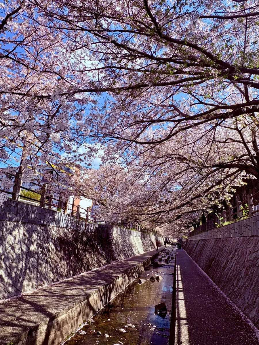 投稿写真：知る人ぞ知る福岡市内桜の隠れ名所🌸