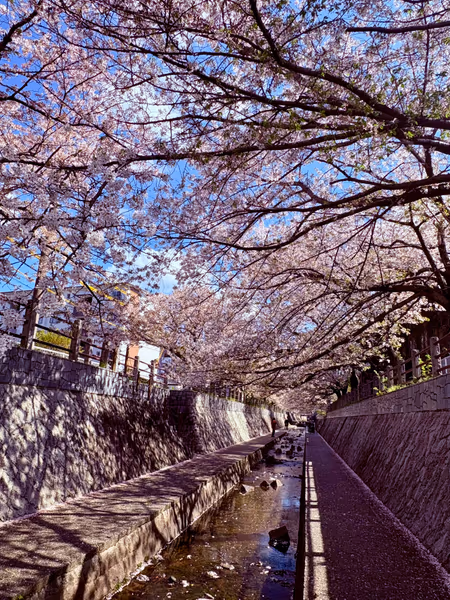 投稿：知る人ぞ知る福岡市内桜の隠れ名所🌸