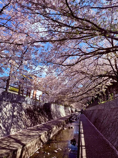 投稿：知る人ぞ知る福岡市内桜の隠れ名所🌸