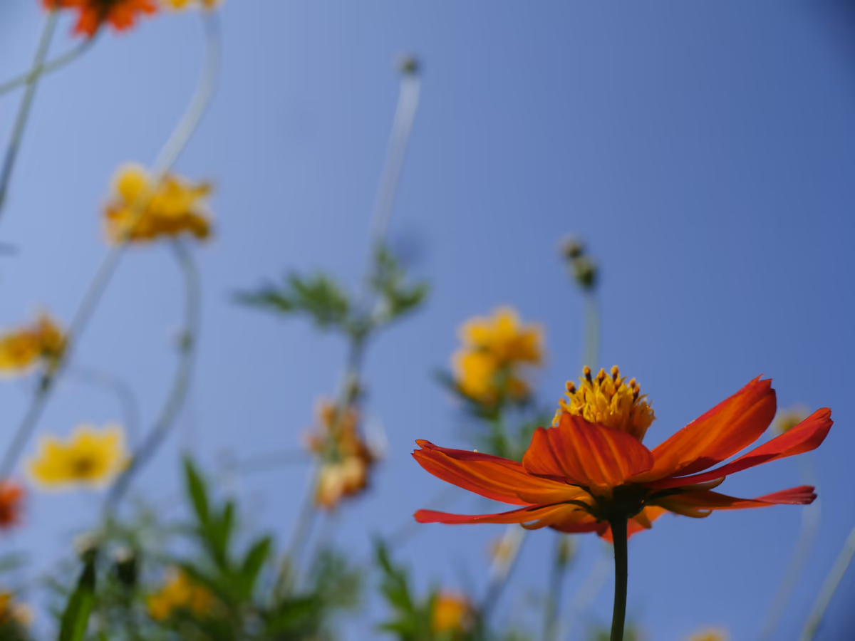 投稿写真：広島市植物公園