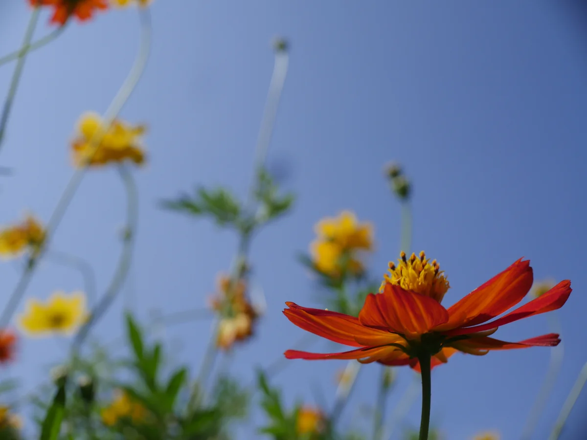 投稿写真：広島市植物公園