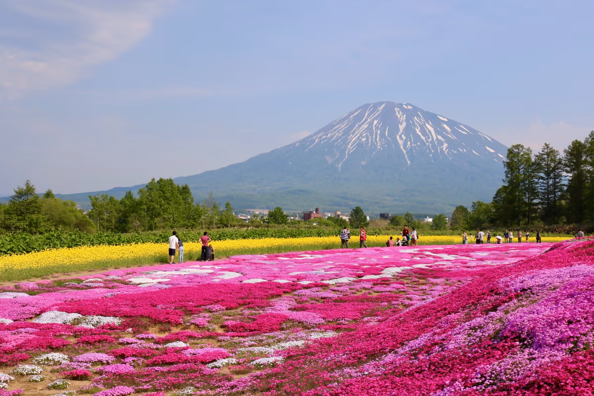 投稿写真：芝桜と羊蹄山