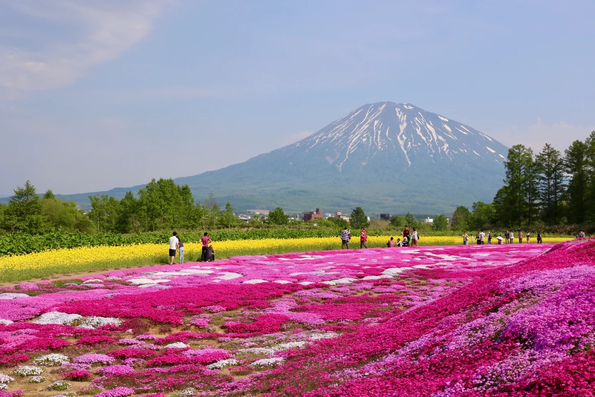 投稿写真：芝桜と羊蹄山