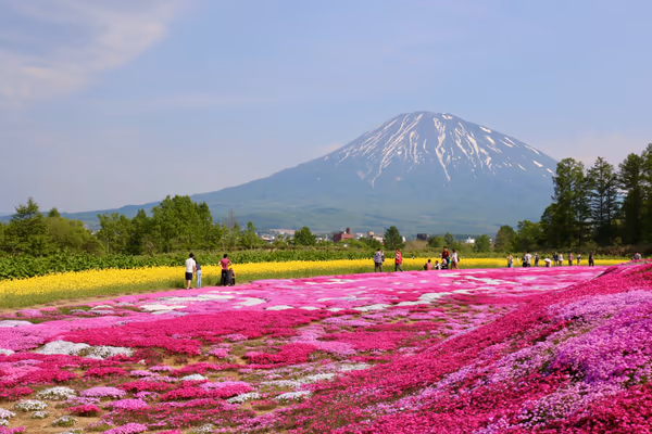 投稿：芝桜と羊蹄山