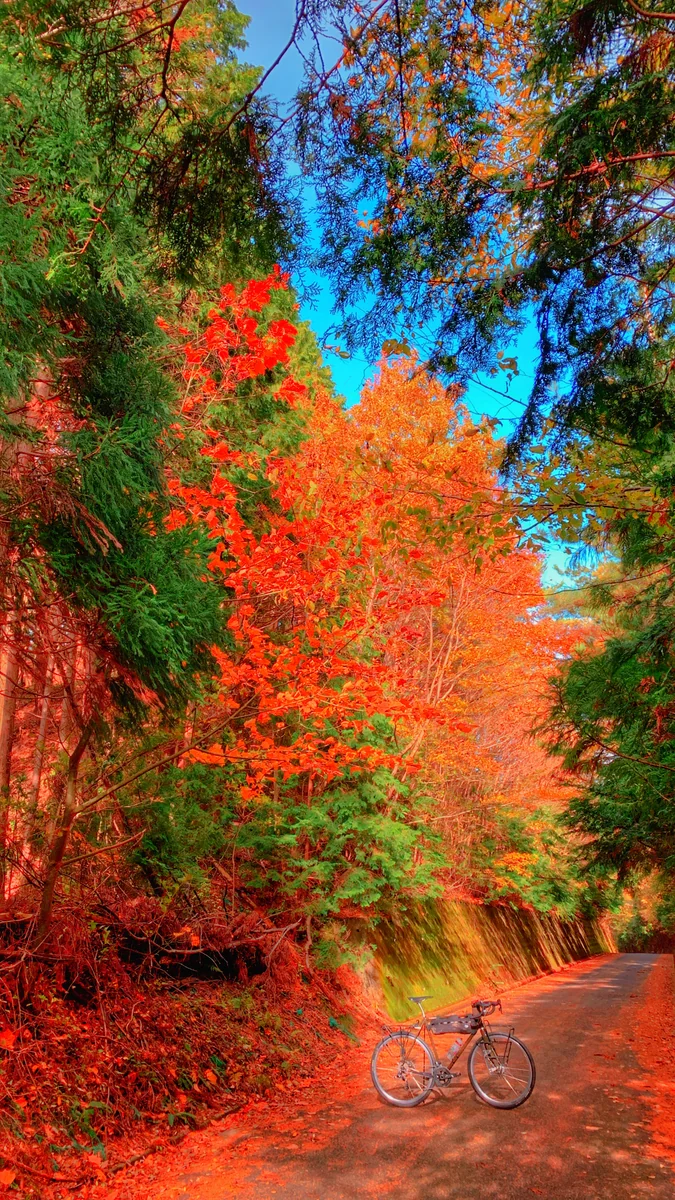 投稿写真：葛城山  紅葉ride🍁