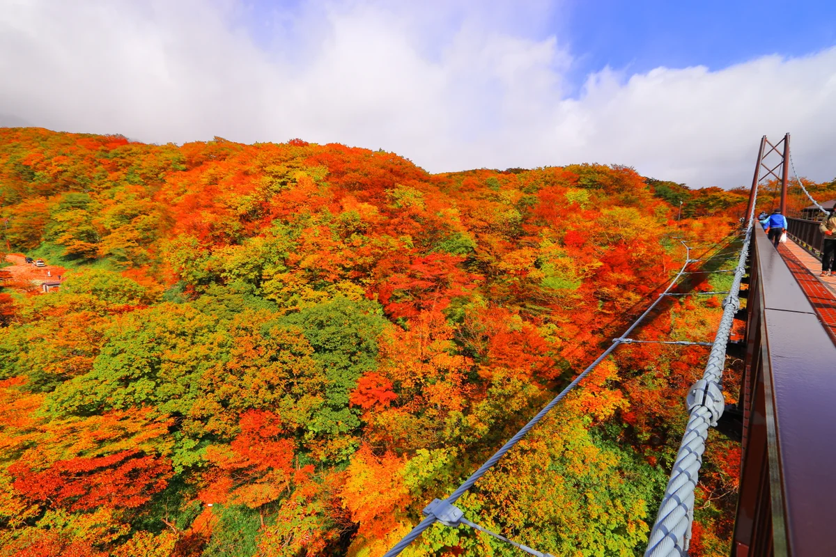 投稿写真：つつじ吊り橋からの紅葉２