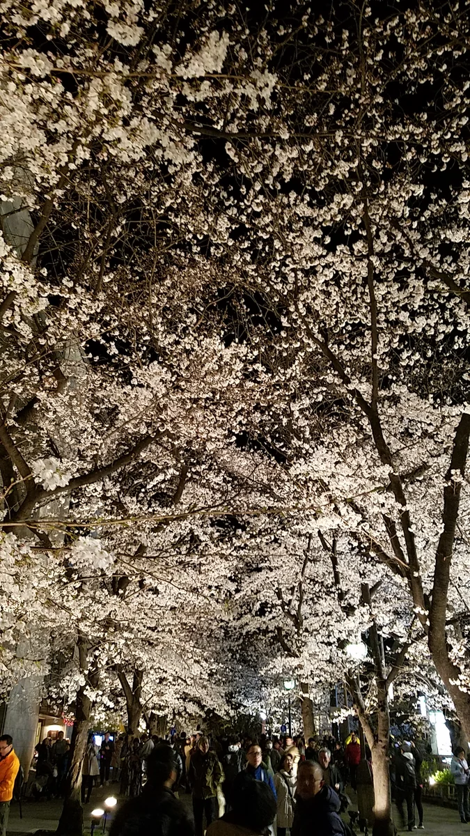 投稿写真：祇園白川の早咲き桜