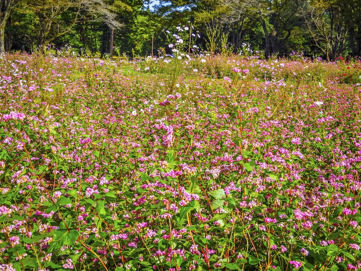 投稿写真：赤そばの花