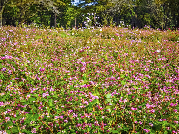 投稿：赤そばの花