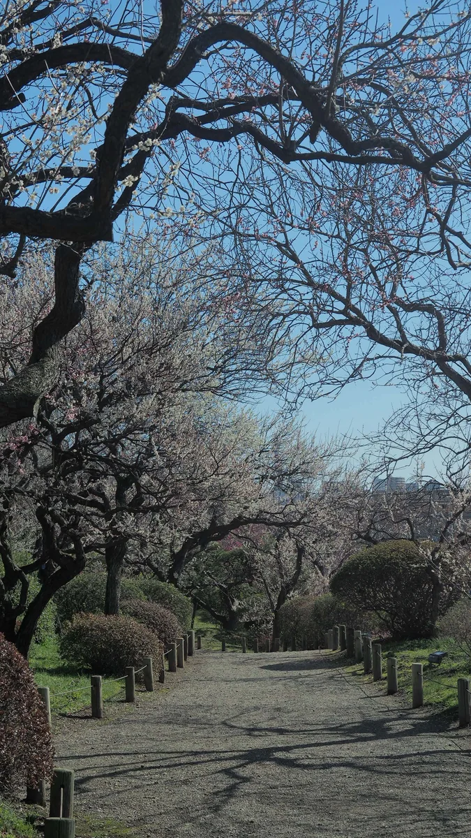 投稿写真：春の散歩道