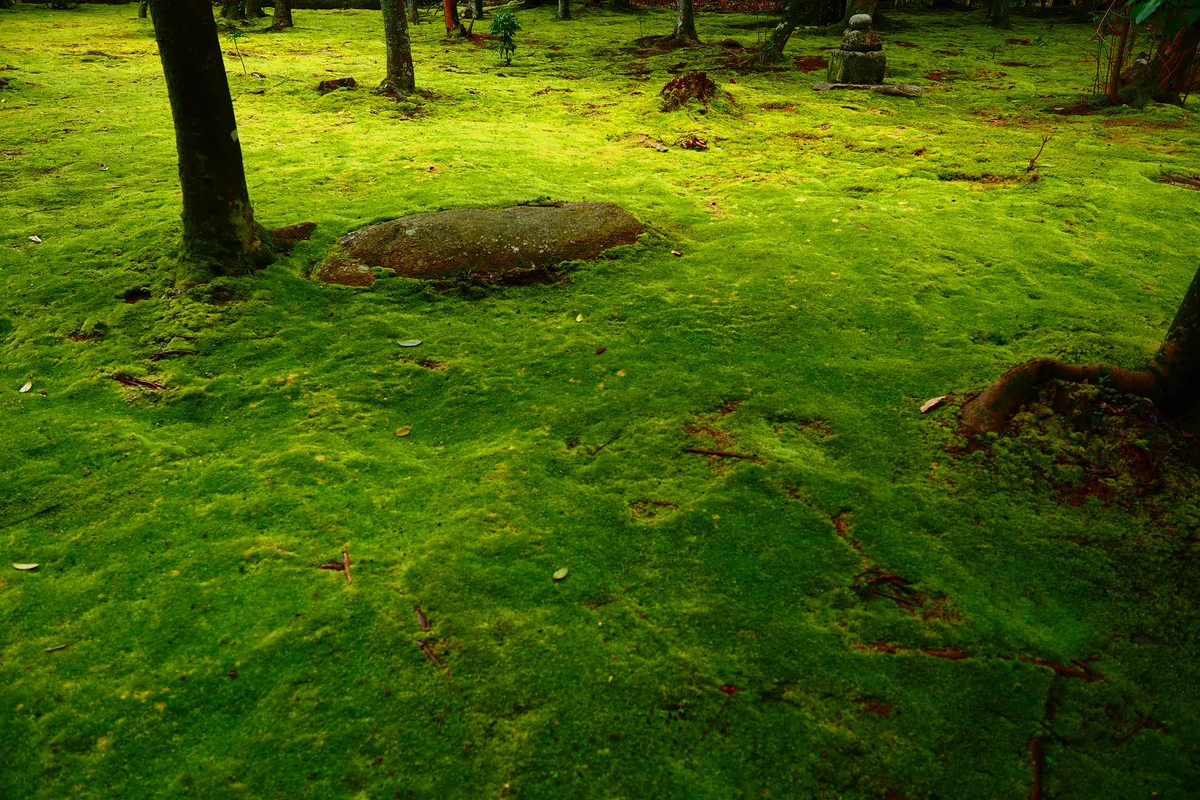 投稿写真：秋篠寺　苔の庭