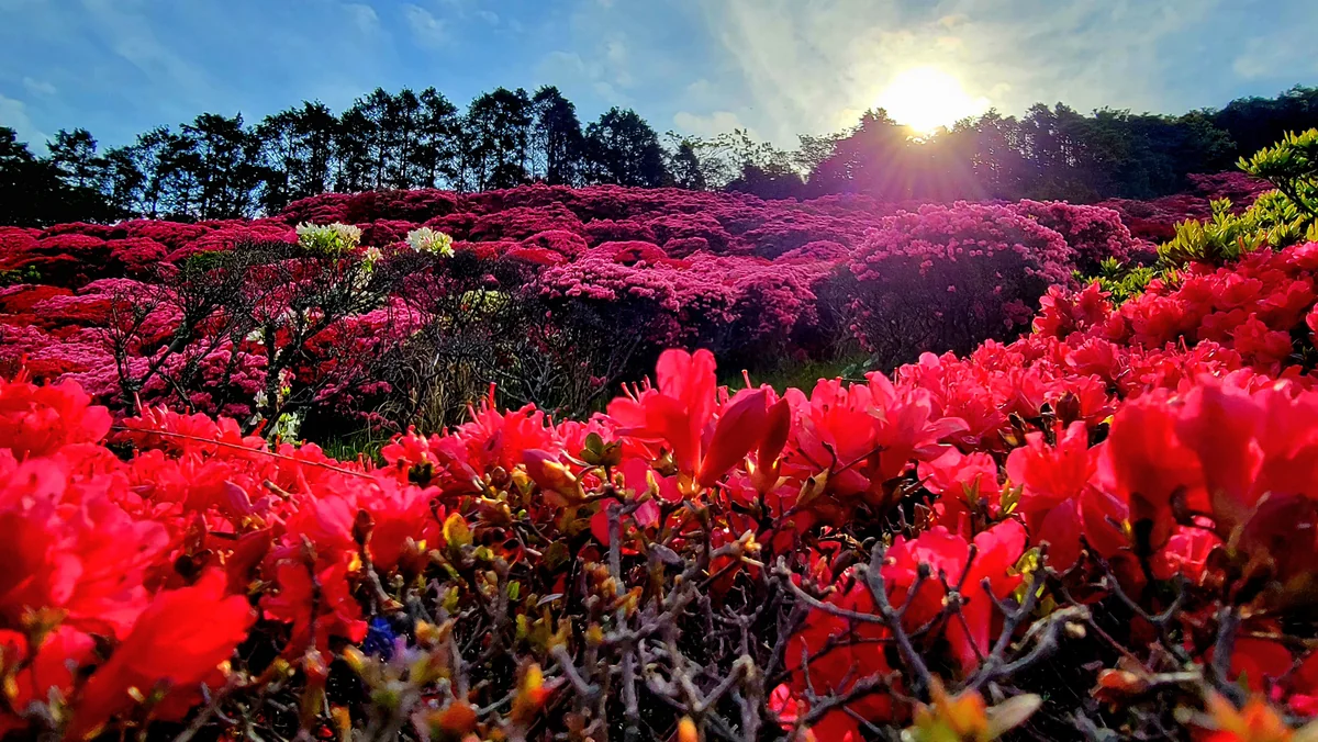 投稿写真：燃え上がるつつじ達