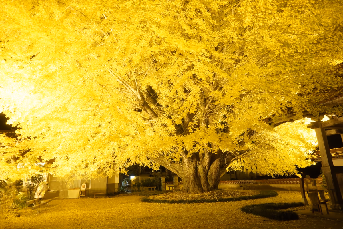 投稿写真：浄善寺