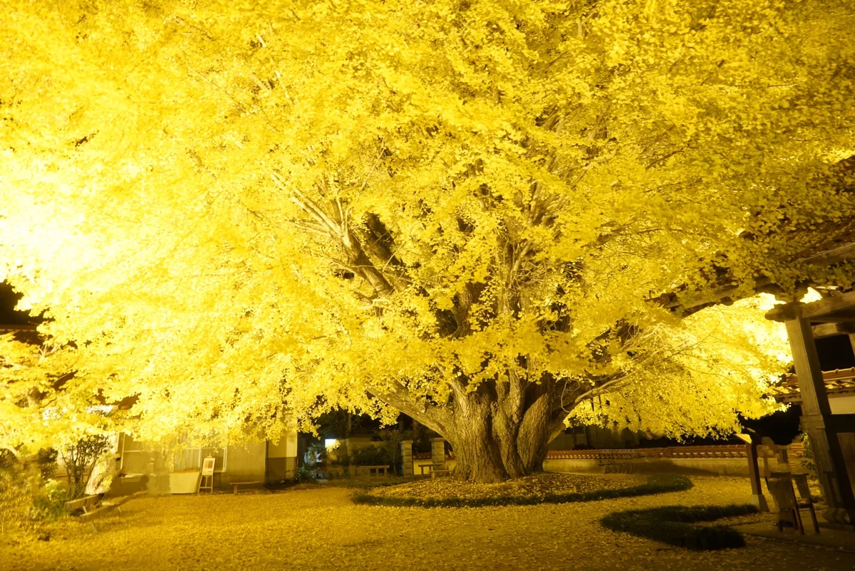 投稿写真：浄善寺