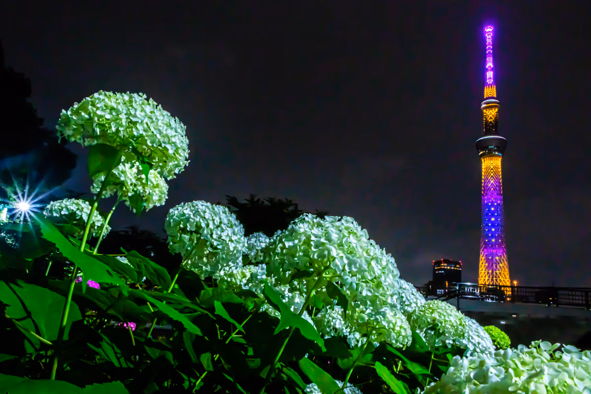 投稿写真：白い紫陽花とスカイツリーの夜景