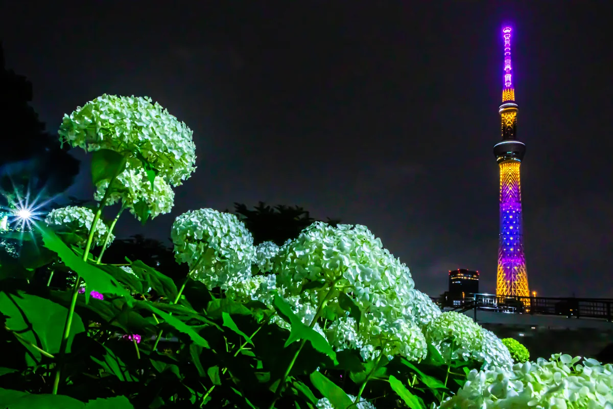投稿写真：白い紫陽花とスカイツリーの夜景